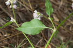 Pennsylvania smartweed